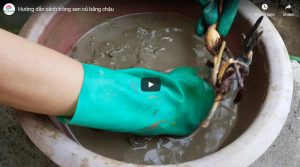 Video: hướng dẫn cách trồng sen